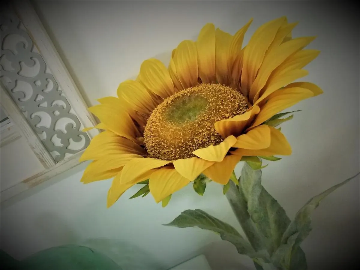 Los Girasoles Apartment Sanlucar de Barrameda Spain